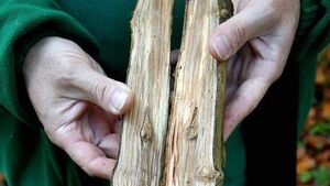 IFA appeal for 'reasonable solution' to ash dieback IFA appeal for 'reasonable solution' to ash dieback