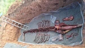Remains of rare whale dissected by hand on beach in order to be preserved