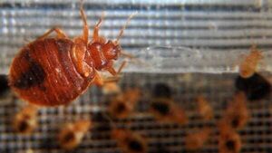 Irish rugby fans warned about threat of bed bugs as Paris grapples with infestation Irish rugby fans warned about threat of bed bugs as Paris grapples with infestation