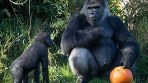 Dublin Zoo announces free entry for children in costumes for bank holiday weekend Dublin Zoo announces free entry for children in costumes for bank holiday weekend