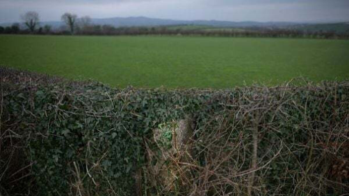 Rifle and revolvers among weapons found buried in hedgerow