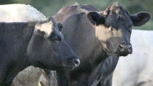Irish beef exports to China suspended after case of BSE Irish beef exports to China suspended after case of BSE