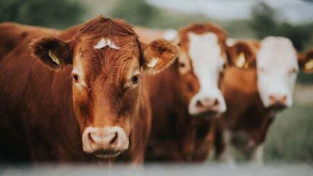 IFA calls for political pressure to resolve China beef export suspension