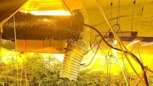 Two men arrested as gardaí seize cannabis plants worth €195,000 Two men arrested as gardaí seize cannabis plants worth €195,000
