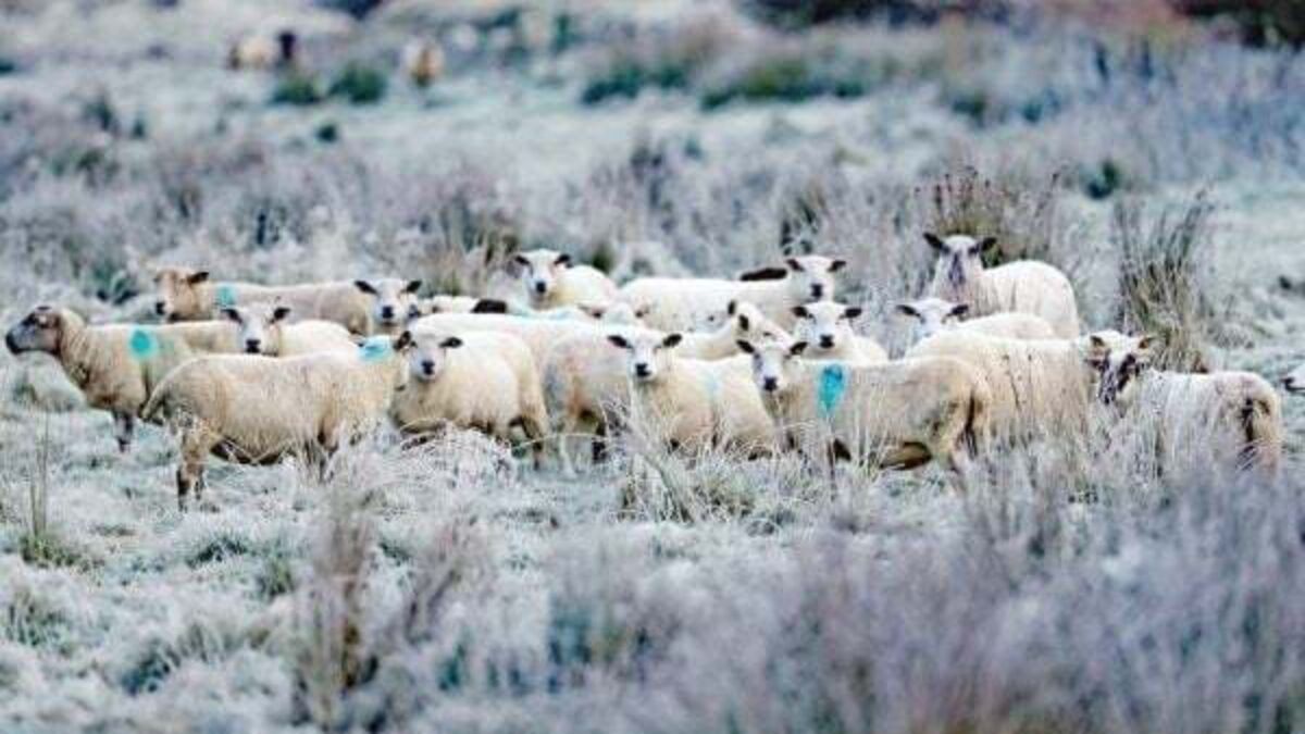 Arctic blast to hit Ireland this weekend with freezing temperatures forecast