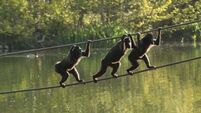 Dublin Zoo firm records €1m surplus after record visitor numbers