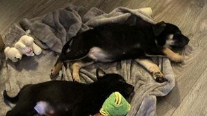Puppies 'thriving and healthy' in foster home after being abandoned in Dublin graveyard Puppies 'thriving and healthy' in foster home after being abandoned in Dublin graveyard
