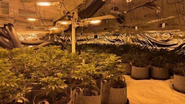 Man charged after cannabis plants with street value of €230,000 seized