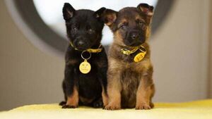 Four-week-old puppies found abandoned in plastic bag in Dublin Four-week-old puppies found abandoned in plastic bag in Dublin