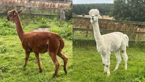 Two pregnant alpacas go missing as 'distraught' owner appeals for information Two pregnant alpacas go missing as 'distraught' owner appeals for information