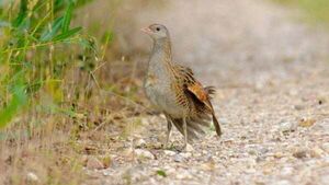 Biodiversity grants given to schemes helping protect corncrakes and sand martins Biodiversity grants given to schemes helping protect corncrakes and sand martins