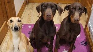'Seriously over capacity' dog rescue in Tipperary forced to close doors 'Seriously over capacity' dog rescue in Tipperary forced to close doors