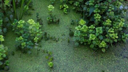 ‘Sense of shame’ over environmental crisis at Ireland's largest freshwater lake