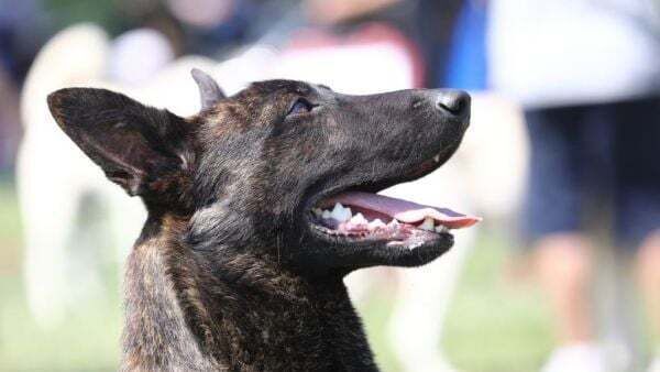 Supreme Court refuses further appeal by prisoner seeking release of 'dangerous' dog