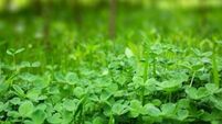 Shamrock grower fears the tradition is slowly dying out