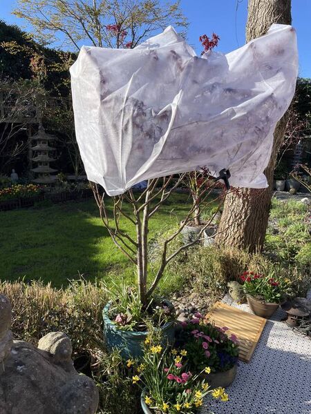 Stock photo showing close-up view of fleece protection frost blanket covering the bright red leaves growing on a Japanese maple (Acer palmatum) to protect the new Spring leaves and buds from sudden drops in temperature.
