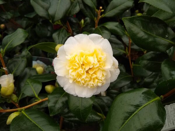 Camellia Brushfields Yellow is one of the earlier camellias to flower in the spring. Picture: iStock
