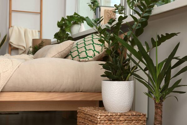 Houseplants were previously high on my list of presents. Houseplants were previously high on my list of presents.