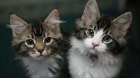 Man charged with animal cruelty for endangering life of 'small black kitten'