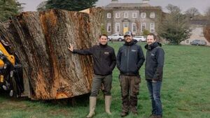Ancient oak which fell in storm to live on as casks for revived whiskey brand