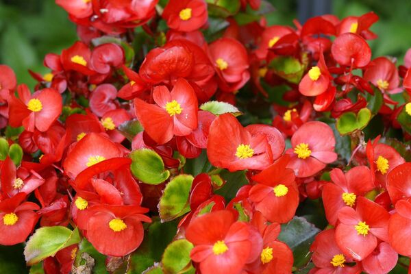 Kick start your large flowering begonias and dahlias by potting them up into any old pot.