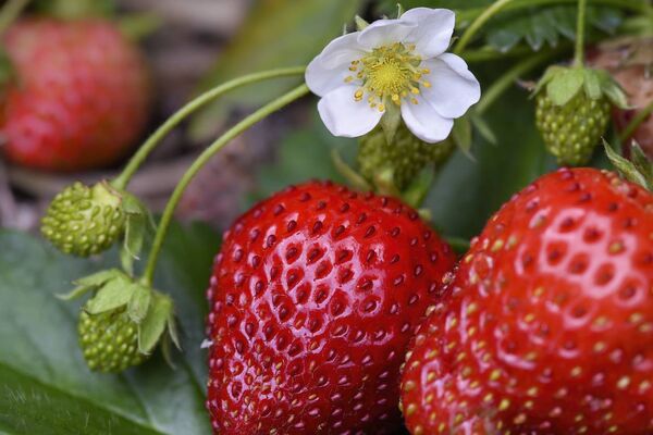 It's a good time to start planting fruiting bushes and strawberries are your best bet.