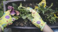 Green Fingers: Here's how April showers can benefit your garden