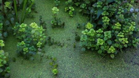 Work to tackle pollution in Ireland's largest lake could be ‘paused’ due to budget shortfall