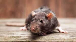 Catherine Drea: 'Don’t let rats put you off feeding birds'