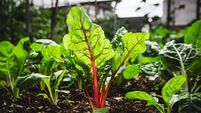 Green Fingers: Is May too late to plant flowers and vegetables?
