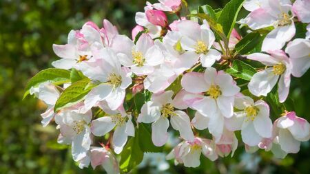 Green Fingers: The joy of May flowering plants