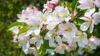 Green Fingers: The joy of May flowering plants