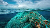 Bord Bia targets export opportunities at Seafood Expo