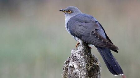 Catherine Drea: 'I’m still listening for the cuckoo. No sign yet'