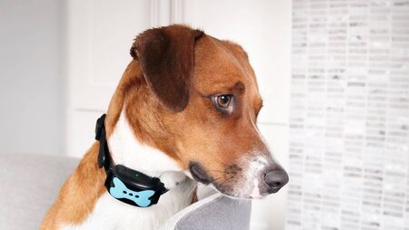 ISPCA and Minister work to ban the use of animal shock collars which 'can inflict pain, fear or distress'