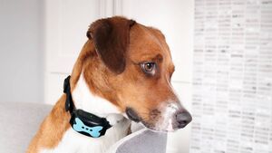ISPCA and Minister work to ban the use of animal shock collars which 'can inflict pain, fear or distress'