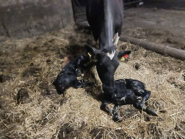 Two healthy calves that Cllr Seanie Power helped deliver following a full day of canvassing in Waterford. 