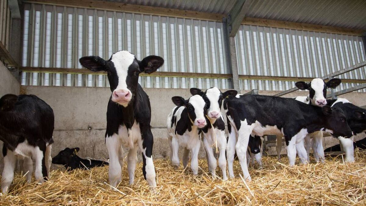 Dungarvan Mart Results
