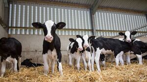 Dungarvan Mart Results