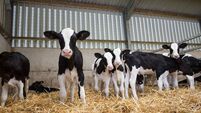 Dungarvan Mart Results