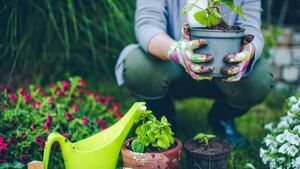 Green Fingers: Plant now for abundant summer flowers Green Fingers: Plant now for abundant summer flowers