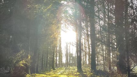 Stradbally forest owner hosts free June event