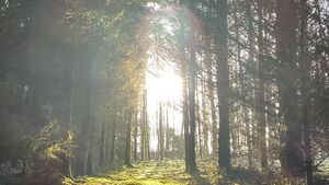 Stradbally forest owner hosts free June event