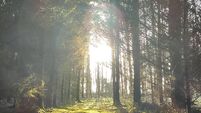 Stradbally forest owner hosts free June event