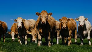 Dungarvan Mart Results