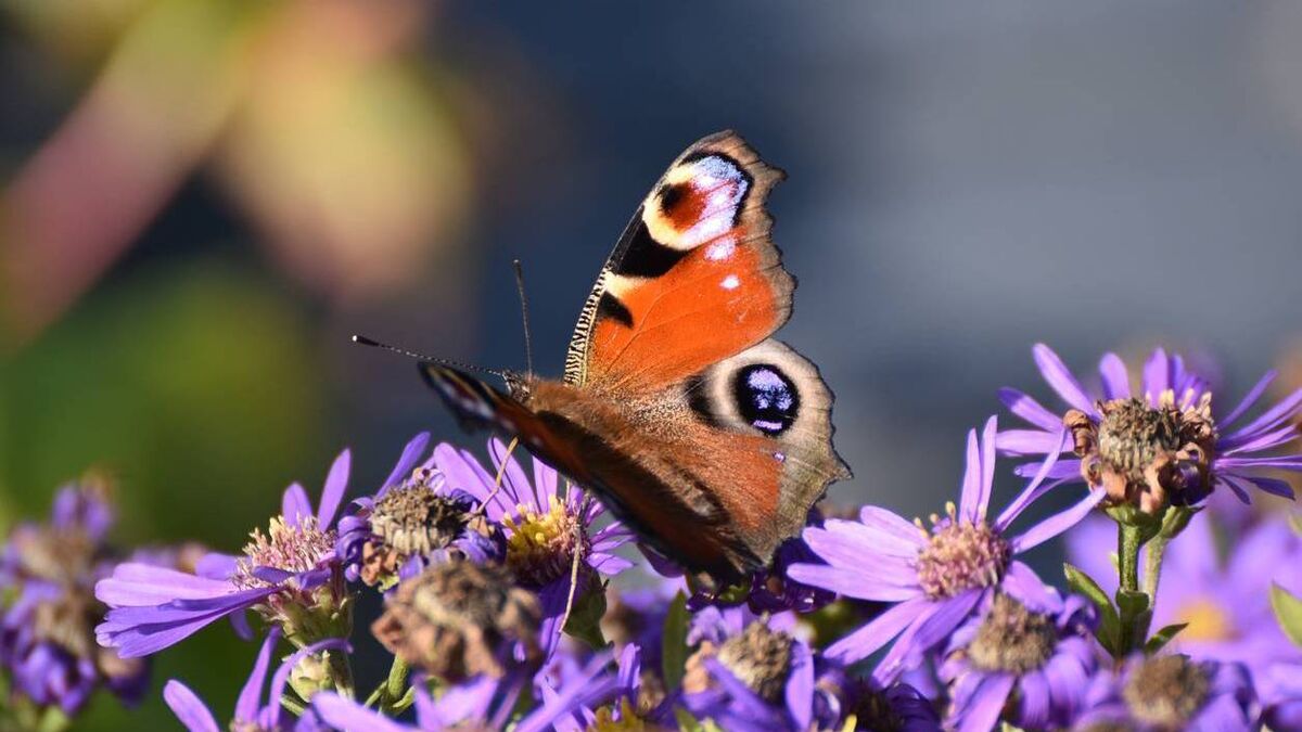 Green Fingers: Butterflies add magic to gardens