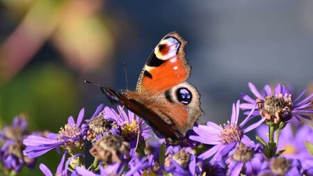 Green Fingers: Butterflies add magic to gardens