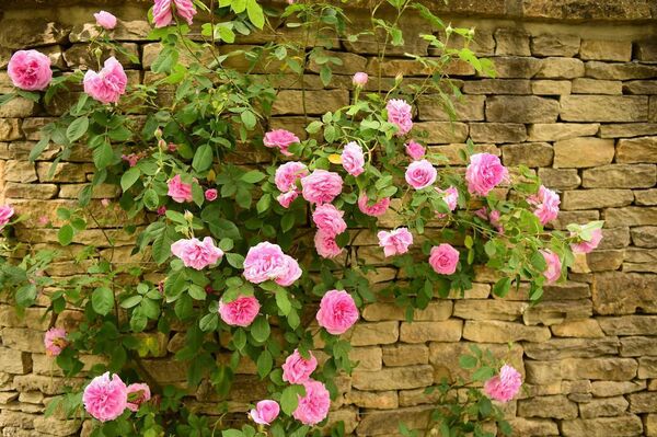 Climbing rose Climbing rose