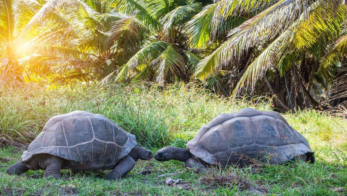 There's Nowt So Queer as Nature; just ask Jonathan, the 91 year-old gay tortoise - Sponsored - Vimarsana News