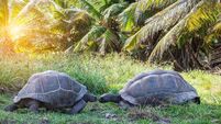 There's Nowt So Queer as Nature; just ask Jonathan, the 91 year-old gay tortoise